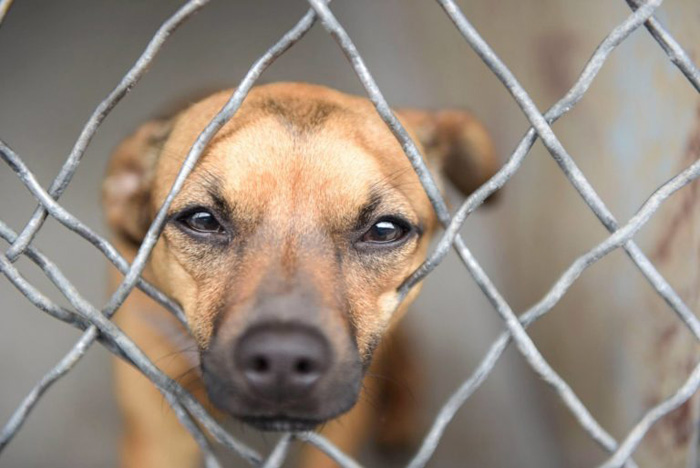 Dog touches a stranger's hand hoping he will save it from this hell - Juligal