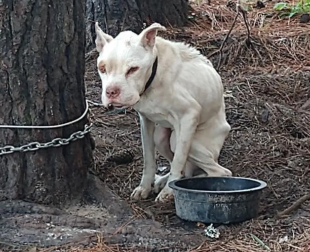 A dilapidated dog chained to a tree corner for several months has found a good owner - Juligal