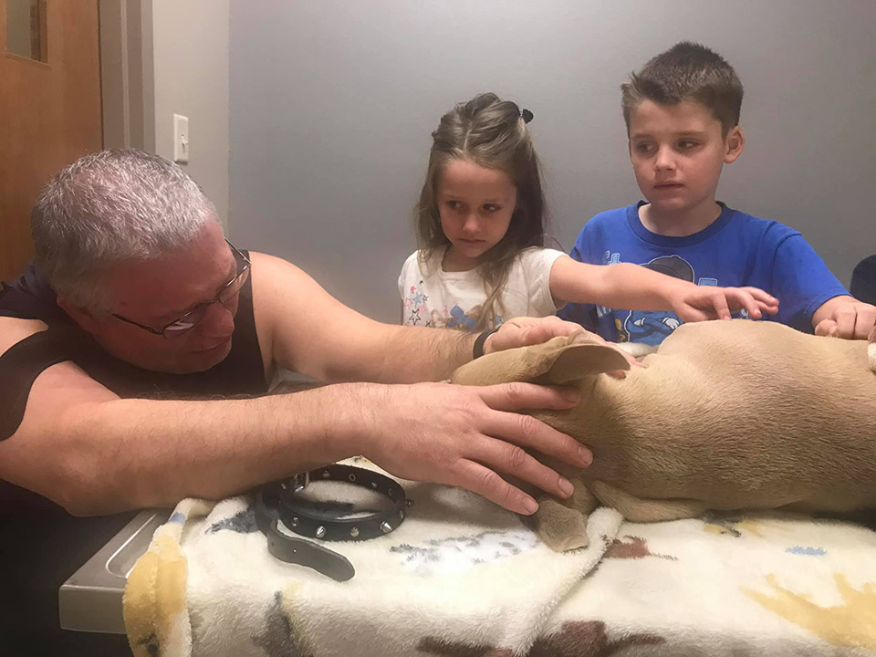 Pity the Pitbull dog who died protecting two children from venomous snakes - Juligal