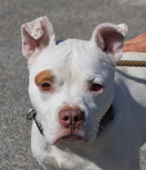 A dilapidated dog chained to a tree corner for several months has found a good owner - Juligal