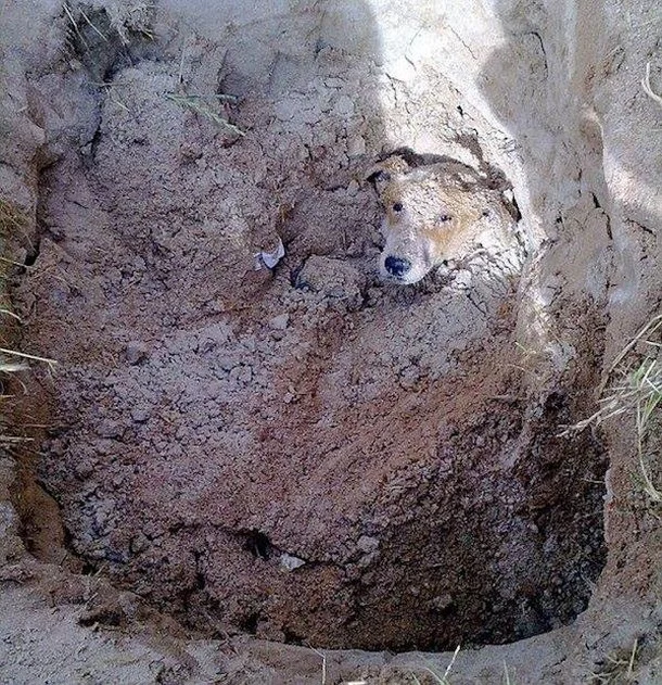 Rescue The Dog That Cried For Help When The Owner Buried It In A Deep Hole.