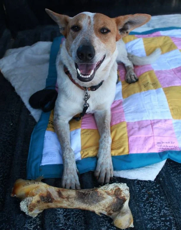 Rescue The Dog That Cried For Help When The Owner Buried It In A Deep Hole.