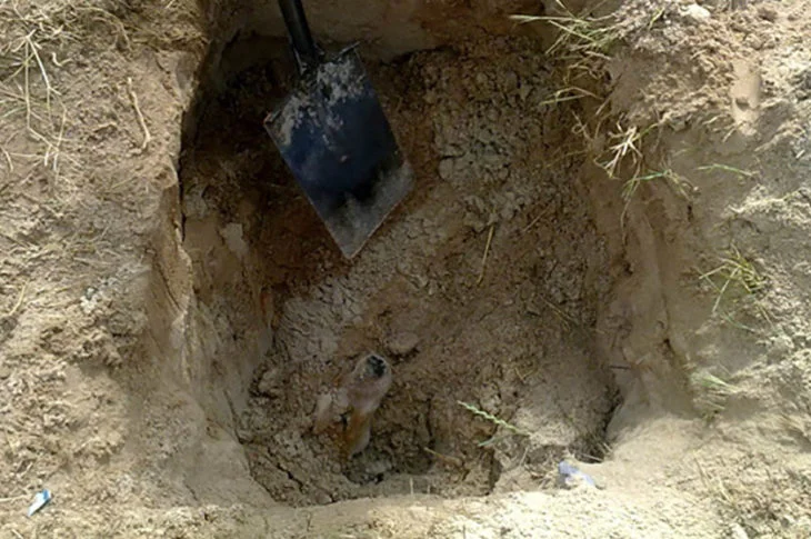 Rescue The Dog That Cried For Help When The Owner Buried It In A Deep Hole.