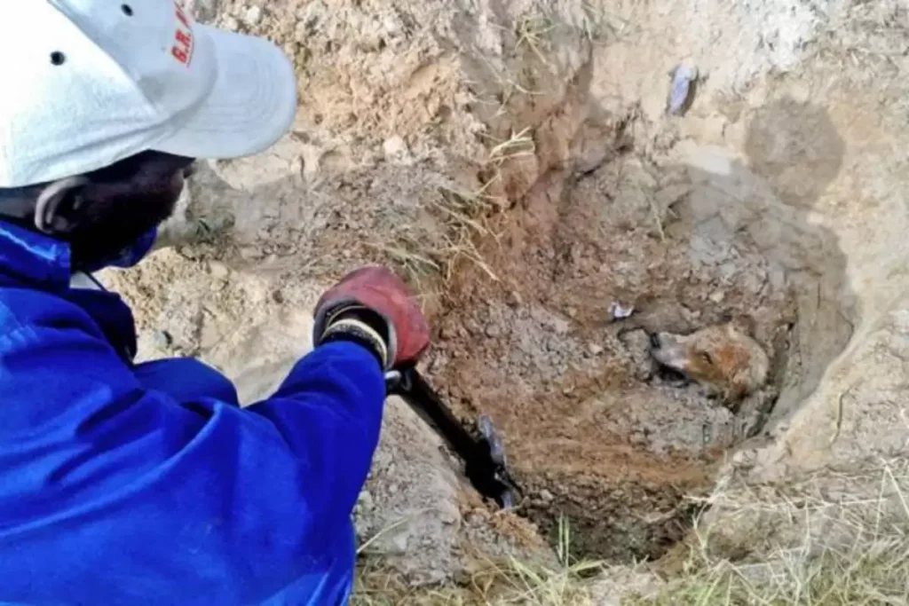 Rescue The Dog That Cried For Help When The Owner Buried It In A Deep Hole.