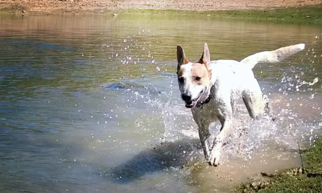 Rescue The Dog That Cried For Help When The Owner Buried It In A Deep Hole.