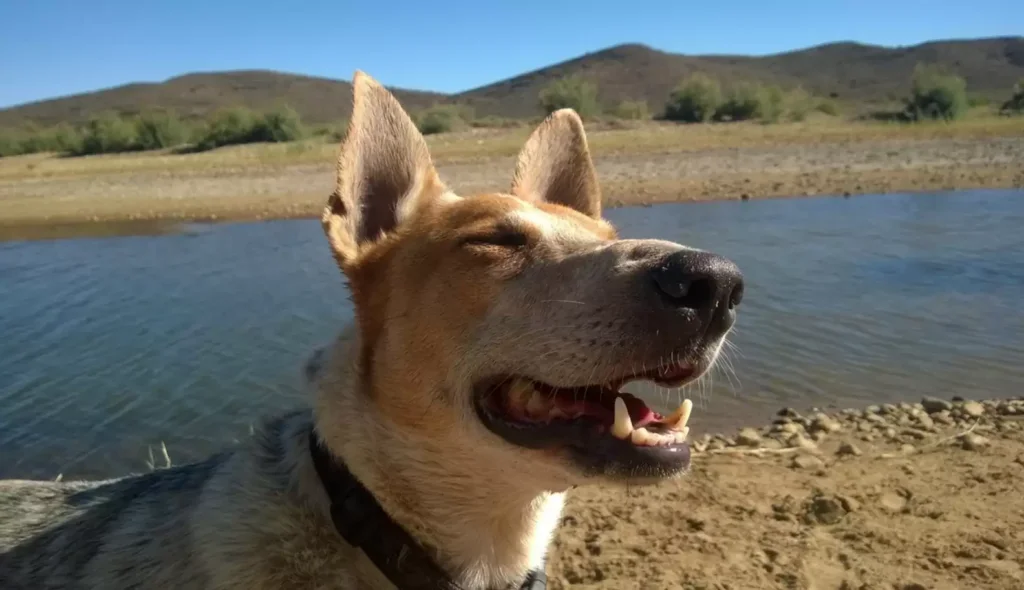 Rescue The Dog That Cried For Help When The Owner Buried It In A Deep Hole.