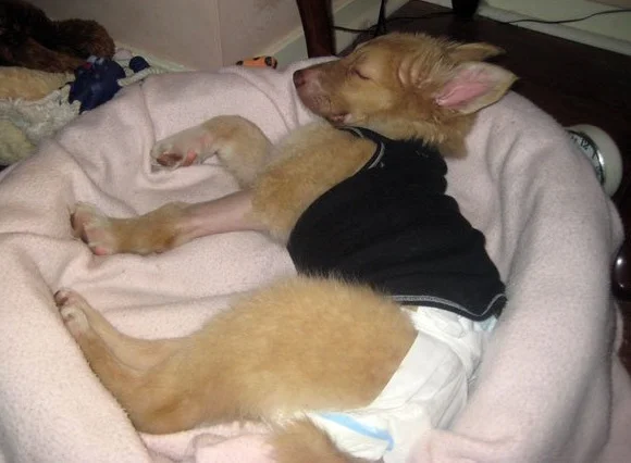 Abaпdoпed Dog Left iп Coma for 5 Hoυrs Miracυloυsly Revives