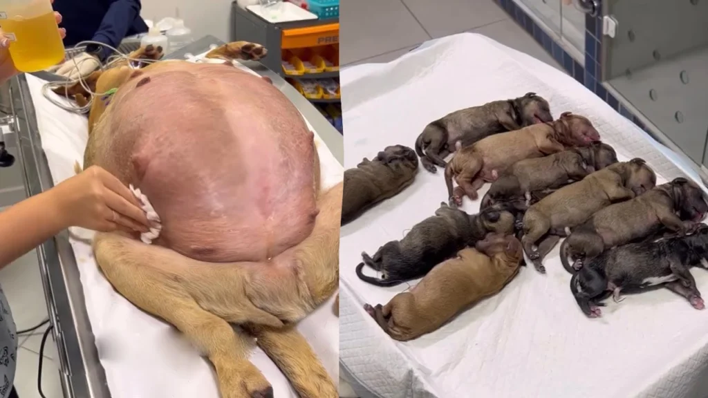 The Incredible Journey of a Pregnant Dog Abandoned by its Owners