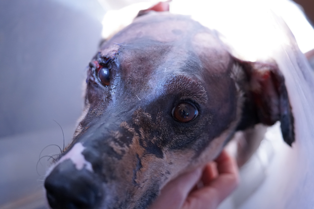 This specialized procedure in which veterinarians use fish skip to cure dogs that have suffered from sego burns