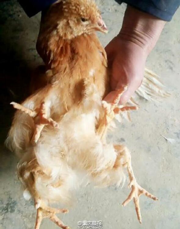Strange 4-legged chicken was discovered and purebred by Thai people