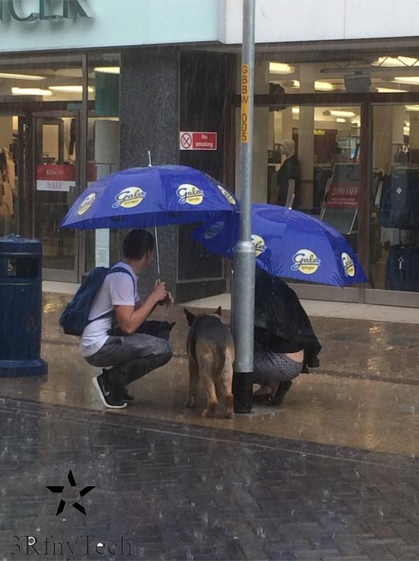 Discovering the dog tied up in the rain, the couple used their coats and umbrellas to cover it - Juligal