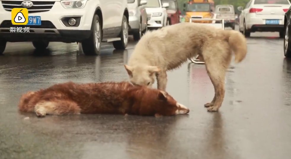 A sincere and true buddy. A Husky won’t leave His friend’s side who was hit by a car – AmazingUnitedState.Com