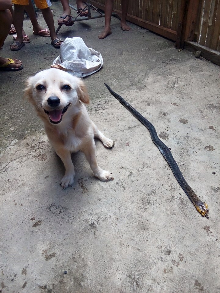 Before passing away because he took the chance of biting a dangerous snake to save his owner, the dog grinned innocently.