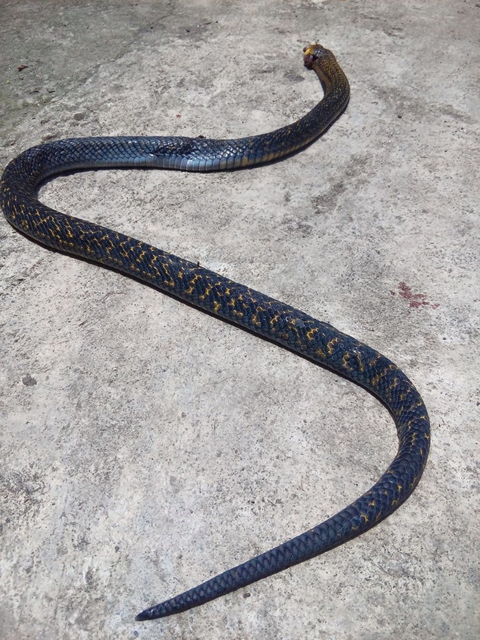 Before passing away because he took the chance of biting a dangerous snake to save his owner, the dog grinned innocently.