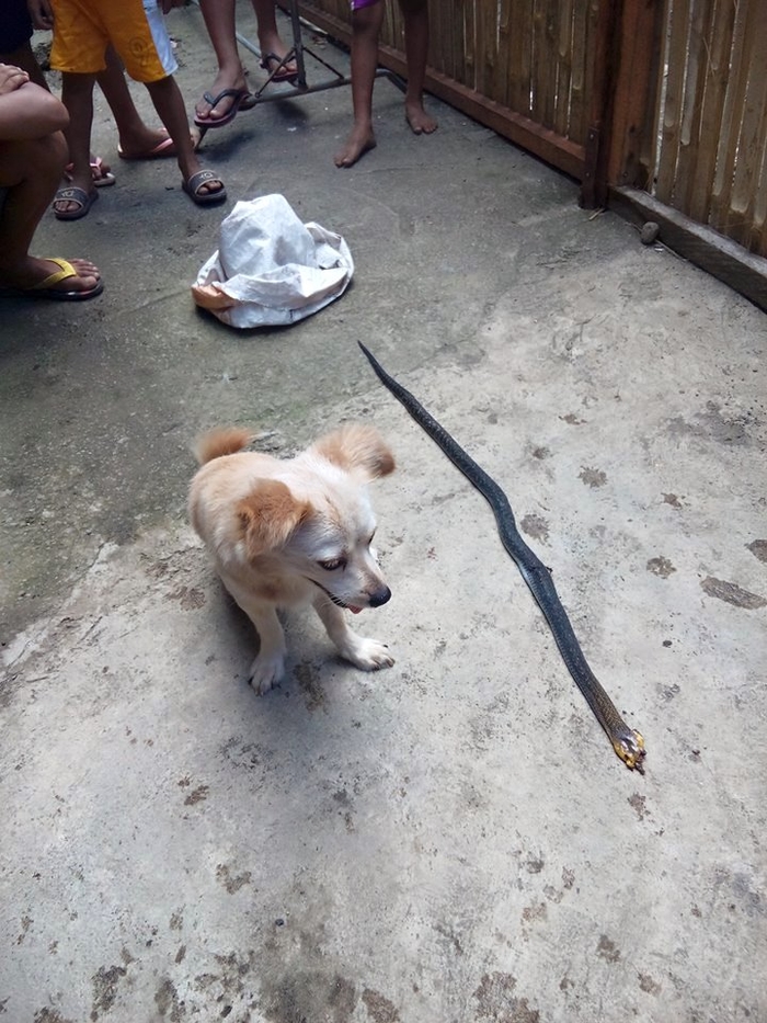 Before passing away because he took the chance of biting a dangerous snake to save his owner, the dog grinned innocently.