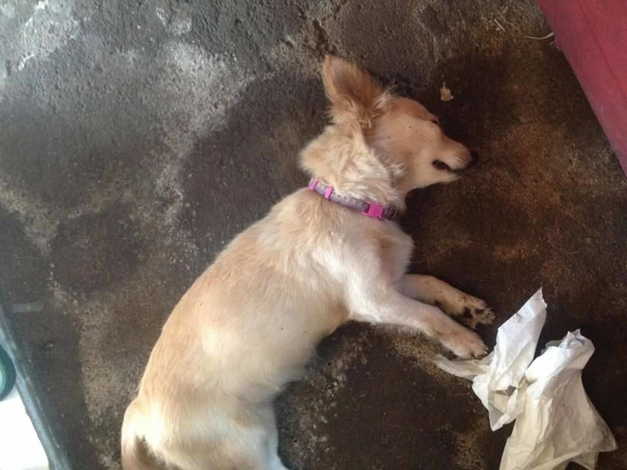 Before passing away because he took the chance of biting a dangerous snake to save his owner, the dog grinned innocently.