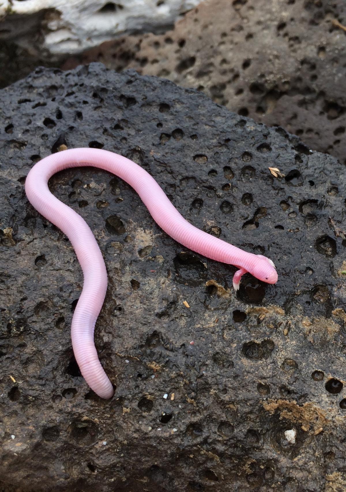 Video of a two-legged snake emerging from a rock baffles scientists. – AmazingUnitedState.Com