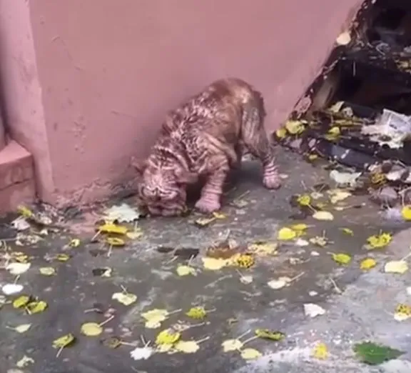 Abandoned Bulldog forced to eat leaves to live and her happily ever after - Juligal