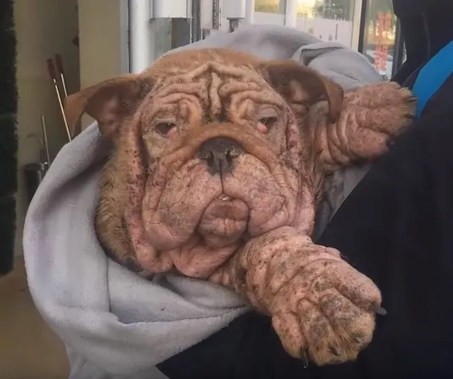 Abandoned Bulldog forced to eat leaves to live and her happily ever after - Juligal