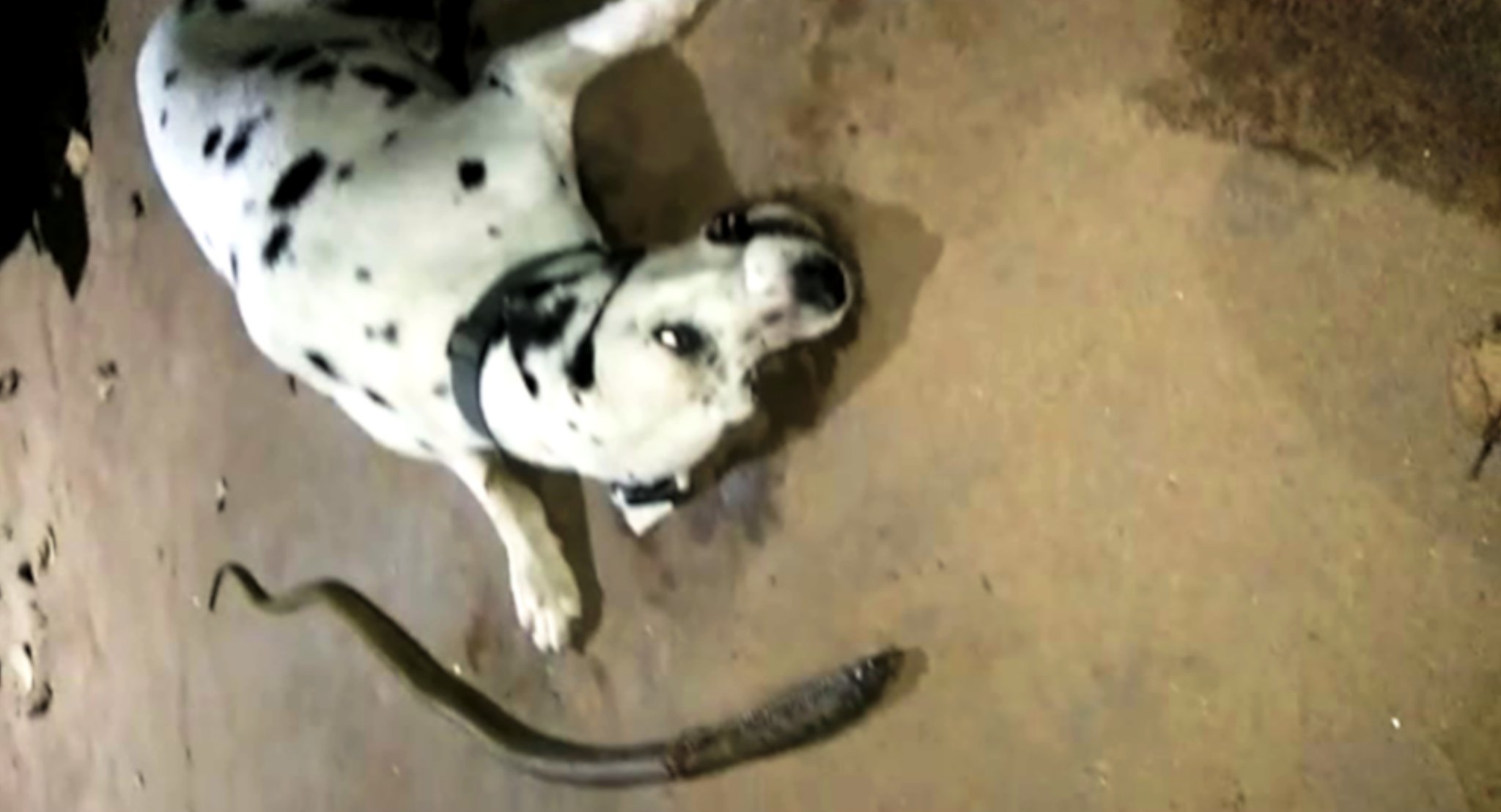 The dog risked its life to bite a snake to save its owner, but then it collapsed and was gone forever. – AmazingUnitedState.Com