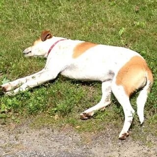 Terrified scene of faithful dog being bitten by a venomous snake to save its owner