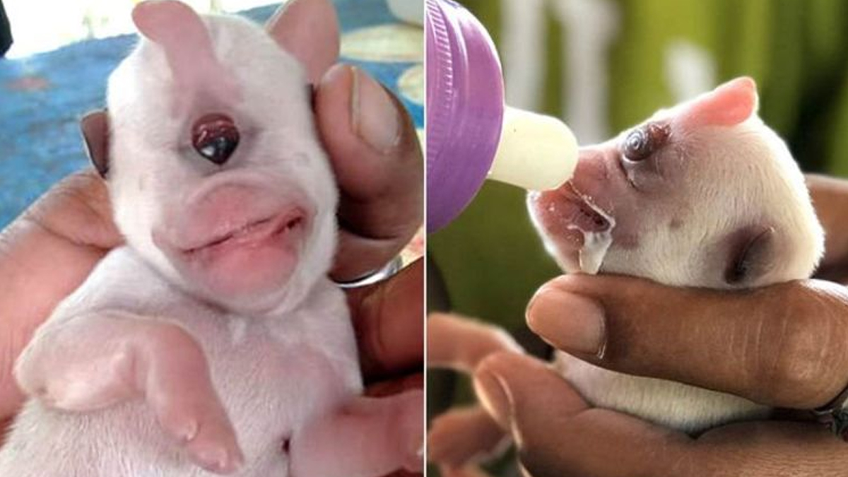 The strange piglet was born with only two jaws, a nose and an eye (Video)