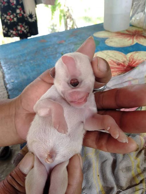 The strange piglet was born with only two jaws, a nose and an eye (Video)