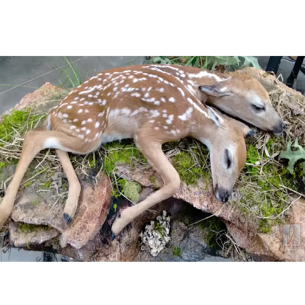 In the forest, a rare two-headed deer was found. – AmazingUnitedState.Com