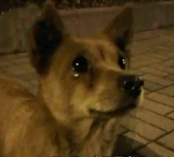 The homeless dog wept and begged for food from onlookers because he was so hungry. – AmazingUnitedState.Com