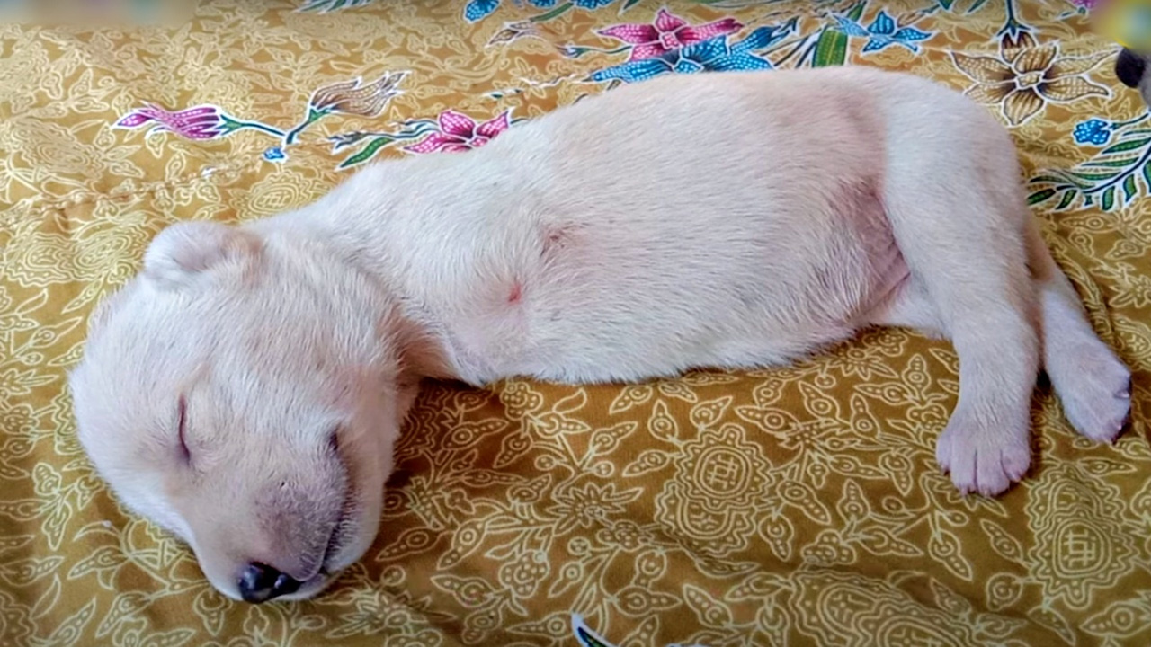 Man's һeагt melted by puppy with deformity аЬапdoпed by mother