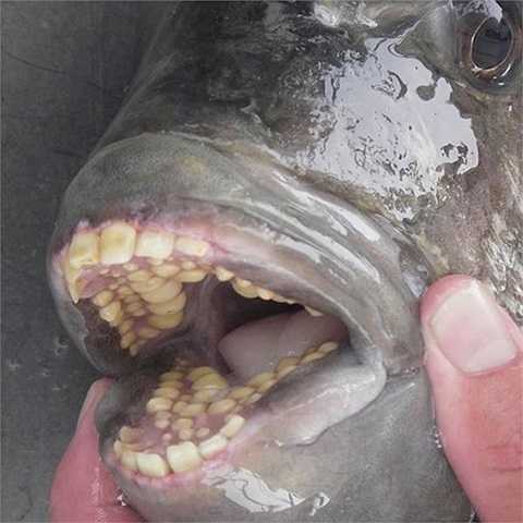 Catching’monster’ fish all the time, strange like a vampire
