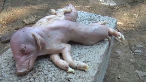 The townspeople were surprised when a mutant piglet appeared, with 2 bodies and 8 legs. – AmazingUnitedState.Com
