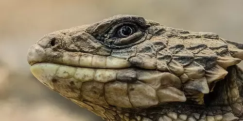 Dragos are real and originate from Southern Africa; they have existed for more than a century