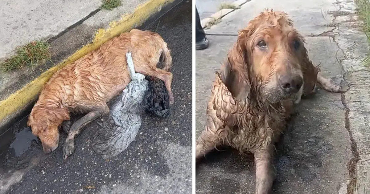 The dog crawled into the street in the rain and waited for people to save him for many days