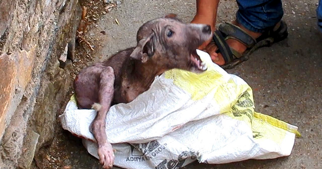 Rescuers Discover a cared, injured Puppy trying to hide from humans in a bag.