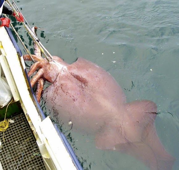 A group of tourists were surprised when they discovered a 4m-long “giant” squid monster washed up on a New Zealand beach – thepressagge.com