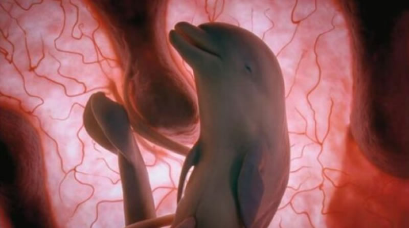 20 Mesmerizing Photos Of Baby Αnimals In The Womb Will Αmaze You