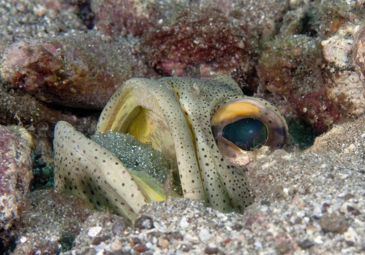 Dad of the Year: Male Yellow-Headed Jawfish Caught on Camera Mouthbrooding His Offspring in the Caribbean