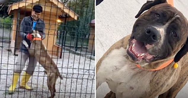 Starving Dog Strangled By Extremely Heavy Chain For Years