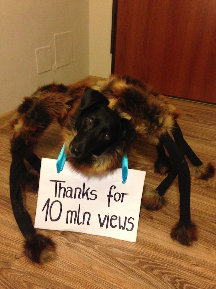 The dog turned into the shape of a giant mutant spider causing netizens to panic