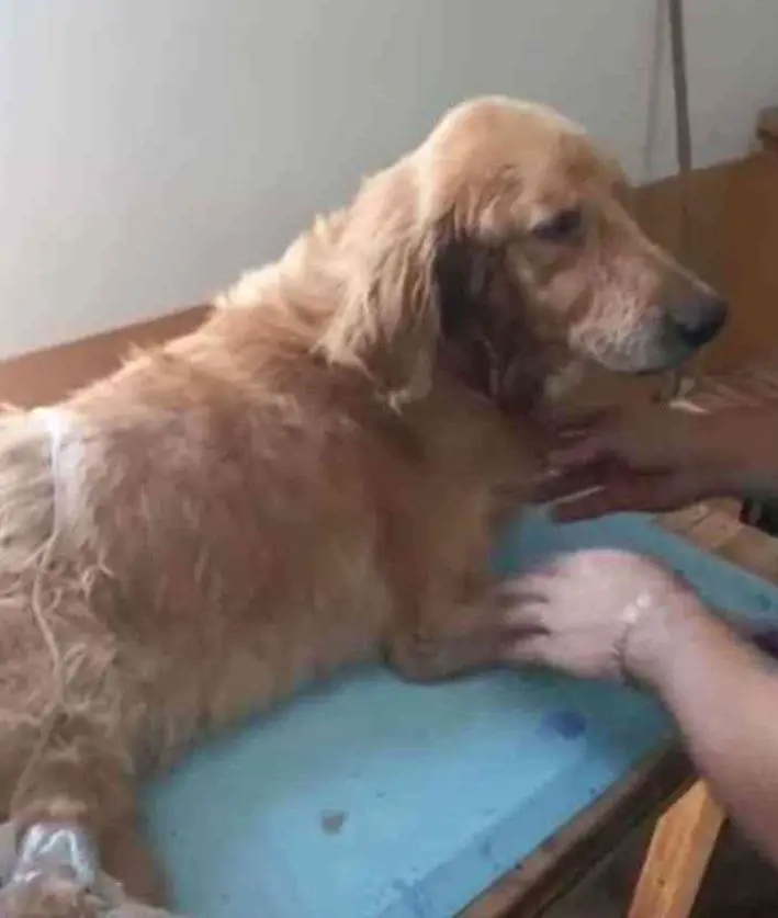 The dog crawled into the street in the rain and waited for people to save him for many days