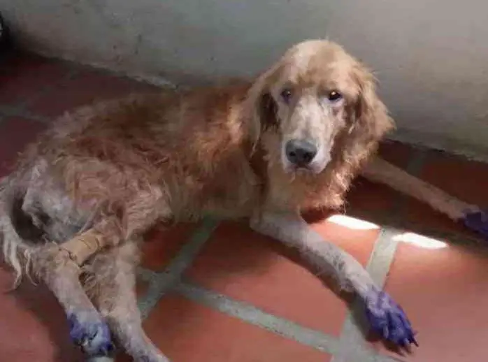 The dog crawled into the street in the rain and waited for people to save him for many days