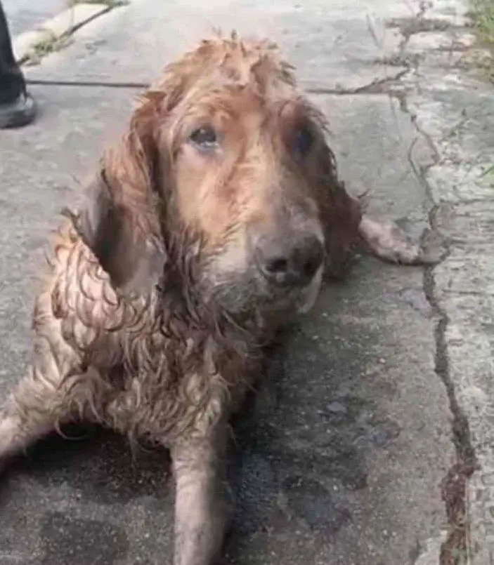 The dog crawled into the street in the rain and waited for people to save him for many days