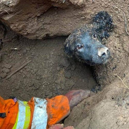 Great! Puppy who spent more than 60 hours trapped underground reunited with his family!