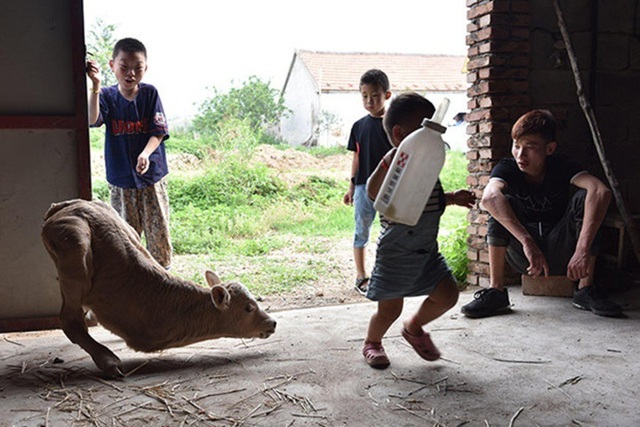 A contentious image of a calf-kangaroo hybrid with only two legs circulated on social media – AmazingUnitedState.Com