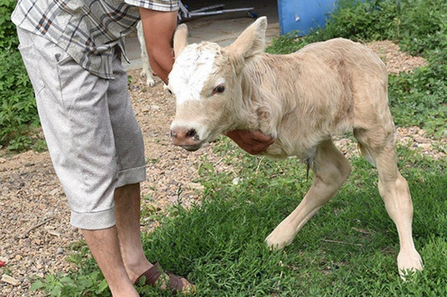 A contentious image of a calf-kangaroo hybrid with only two legs circulated on social media – AmazingUnitedState.Com