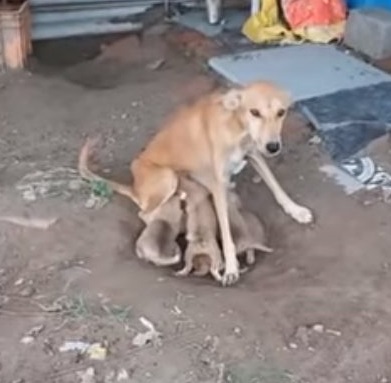 Malnourished and Helpless, a Mother Dog Begs for Help to be Adopted as She Still Feeds Her 6 Puppies