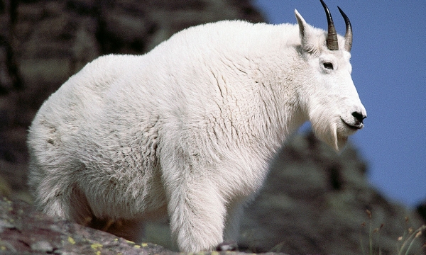 The "Mountain Goat" It can climb up mountains covered in snow to fend off predators.