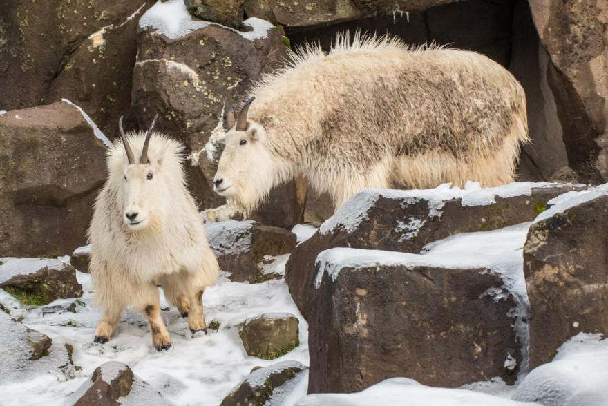 The "Mountain Goat" It can climb up mountains covered in snow to fend off predators.