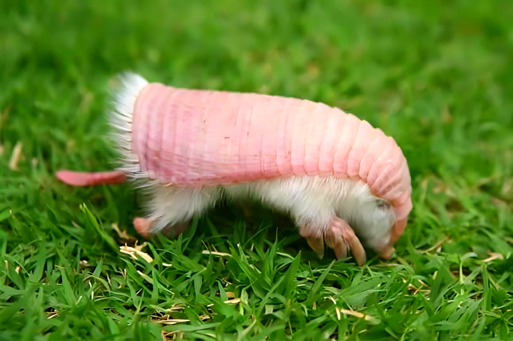 Meet the adorable pink fairy armadillo: the world's smallest armored mammal